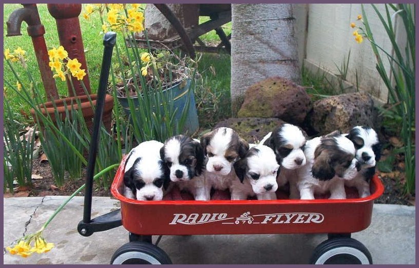 puppies!!!